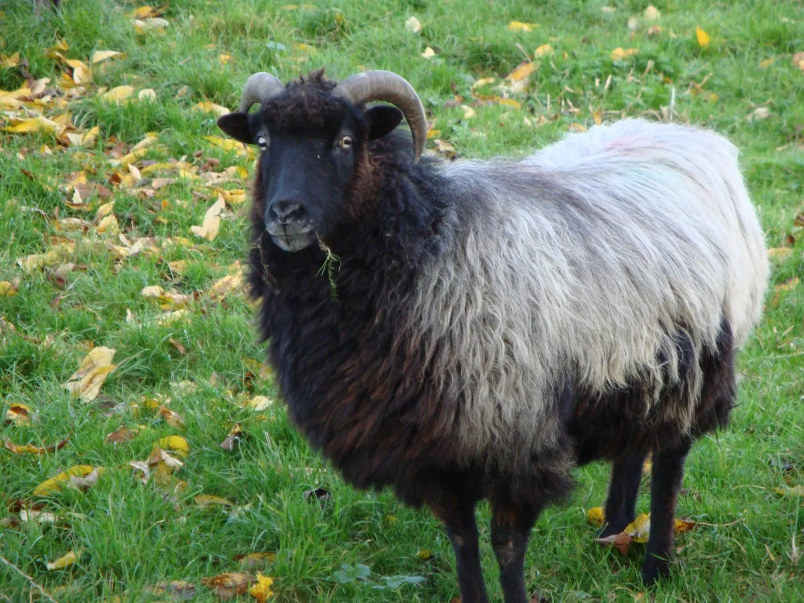 Bock